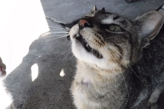 Mama kitty wanting food