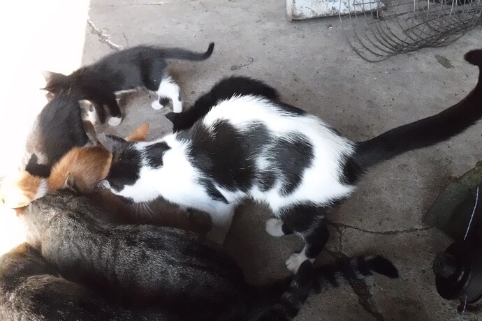 The 2020 bunch eating