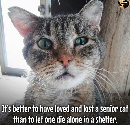 Screenshot 2024-10-11 143224